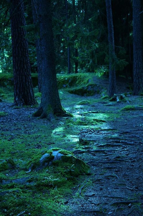 蓝森林，林雪平， 瑞典 