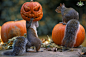 图片：英國龐克大叔掌鏡，後院野松鼠變身超萌小演員！ | Flickr Blog : 在 Google 上搜索到的图片（来源：blog.flickr.net）