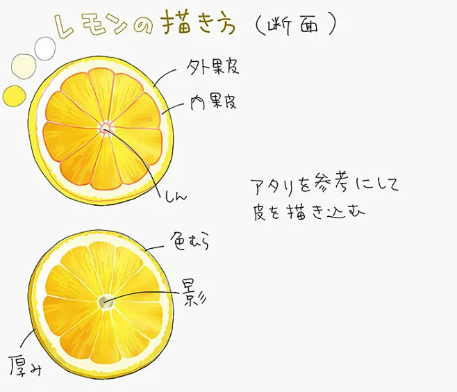 【绘画教程】如何绘制一整个柠檬的以及截面...