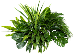 Rab131-采集到植物