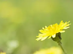 山花烂漫 第三辑桌面壁纸1