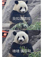 萌兰