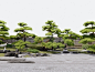 新中式庭院花园 植物组合 罗汉松 松树 迎客松 柏松 景观树 石头【ID:1143528648】