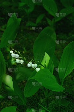 yoobinz采集到花