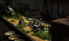 阿星12138采集到苔藓