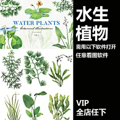 手绘插画水彩绿色水生植物盆栽绿植水草植物PNG设计素材png404-淘宝网