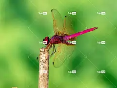 莲花 蓝色的 花卉背景 美丽 花壁纸 粉红色 水 沼泽 自然