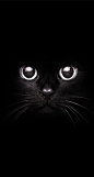 Black cat: