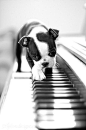 Piano pup