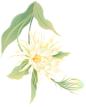绿色黄色植物白色插画唯美手绘花卉彩色花朵图片