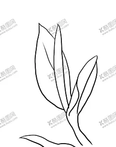 茶叶 【酷图网】茶叶,茶,茶插画,茶手绘,茶图片,手绘,红茶,白茶,绿茶,黑茶,乌龙茶,黄茶,叶子,树叶
