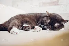 你吃完饭后，猫正在沙发上睡觉