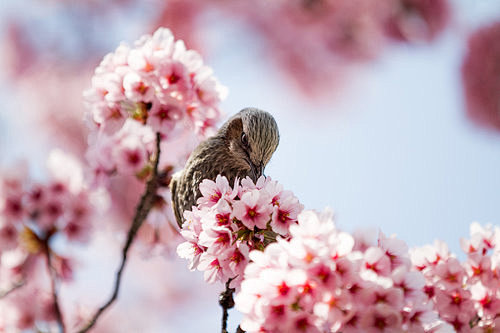 【风光摄影】赏樱的季节。




到了樱...
