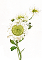 菊