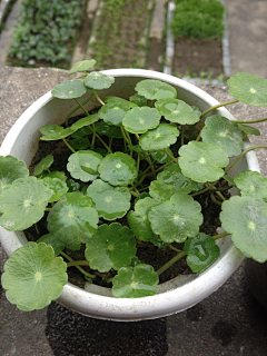 默契''与缘分无关采集到我的花花草草