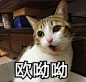 表情包<a class="text-meta meta-mention" href="/cczkknpfjy/">@美工南伏凉</a> 采集<br/>#侵删致歉#