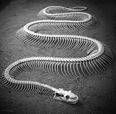 杨胜Y采集到S-生物
