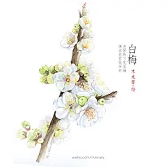 #木龙蕾/绘# 绽放的花朵 梅花 手绘 水彩画 立春 梅花 白梅 原创 小清新