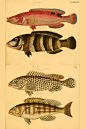 鱼类图鉴●石斑鱼