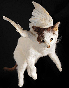 志异采集到猫