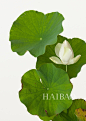 一叶一花的自然之妙！日本艺术家Takashi Tomooka的花卉摄影作品赏，如诗画般的空灵美感