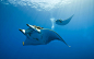 General 1920x1200 photography nature sea water underwater animals sunlight manta rays