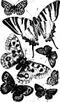 蝴蝶,白色,黑色,图像,矢量,雕刻图像,动物,复古
