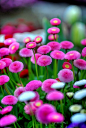 ~~Pink Buttons, Buchart Gardens by Visualist Images~~
