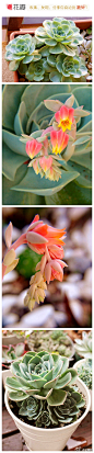 #花瓣花语录#玉蝶，学名：Echeveria secunda var. glauca，又称石莲花、宝石花、石莲掌等，多年生肉质草本或亚灌木。株高可达60厘米，直径可达20厘米。花期6～8月，会开出赭红色顶端黄色的钟形小花。玉蝶原产墨西哥，耐干旱和半阴，不耐寒，忌阴湿，要求通风良好。有人称它为“永不凋谢的花朵”！