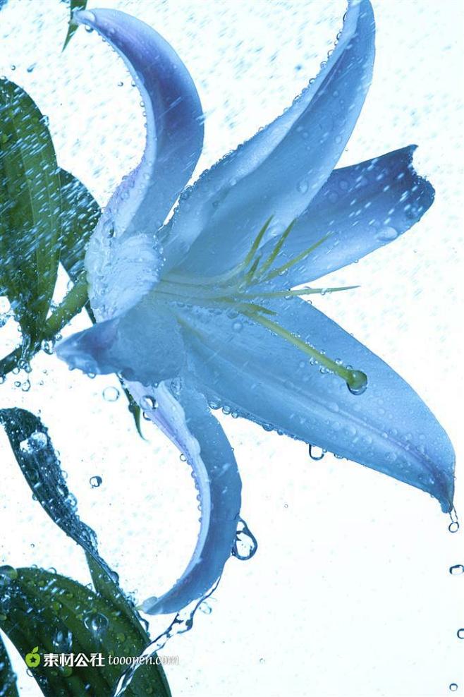 水滴花语百合图片素材布满水珠的蓝色百合花背景图片高清图片素材