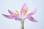 Free Close-up of a Pink Flower  Stock Photo