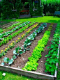 101 tips for growing your own - some fab tips here which I will be making use of, can't wait to start growing my own veg.