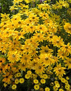 阔边遮阳帽,黄雏菊,垂直画幅,金花菊,植物,草原黄锥菊,无人,黄色,德国,草本