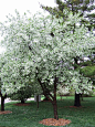 Callaway crabapple tree -- rated as one of best crabapples for Southern areas because of its low-chill requirement for flowering and fruiting. Grown at Calloway Gardens in Georgia.