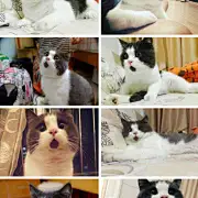 一只叫Banye的猫咪因为嘴下长有一块黑色的毛，使得这看起来总是一副张嘴吃惊的表情，网友称之为“OMG”猫~