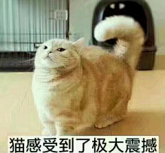 麦木落采集到喵咪表情包