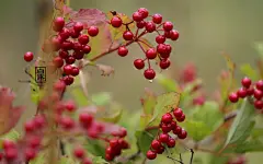 白露时节唯美图片桌面高清壁纸桌面壁纸1
