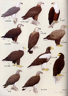 八火鸟采集到动物画法