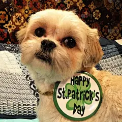 可爱的小狗在她的项圈上写着快乐的圣帕特里克节祝福语