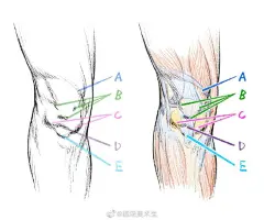 艺用人体下肢腿部结构分析
.
胯骨、臀部到腿脚特征参考
.
学习速写人物插画手绘必备 ​​​​