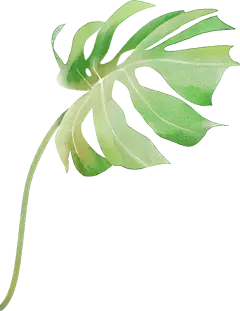 梦幻风格水彩插画贴纸-龟背竹