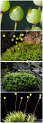 梨蒴珠藓 Bartramia pomiformis Hedw.珠藓科珠藓属。叶密集或疏丛生，形成小垫状，黄绿色，孢蒴梨形。