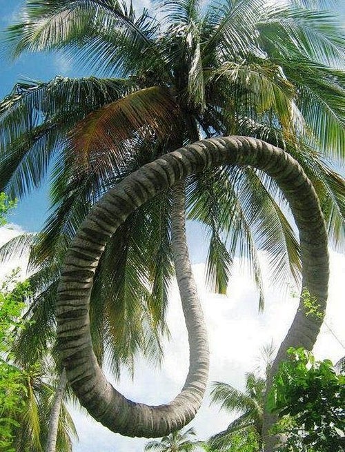 这样的棕榈树你见过吗？