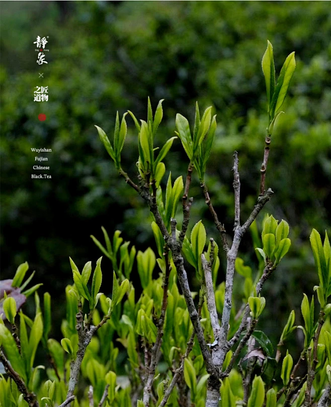 兰花香桐木关特级正山小种武夷山生态红茶妃子笑小赤甘精致伴手礼-淘宝网-花瓣网