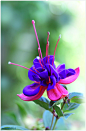 Beautiful Fuchsia by theresahelmer: 