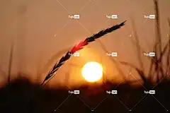 粮食 酷背景 Windows壁纸 壁纸4K 日落 桌面背景 现场