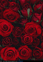 铺放的红色玫瑰花