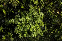 紫杉、甜蜜菊、野野草、青蒿素类药用植物、天然绿草叶质感壁纸背景等植物的鲜活生长、甜草、甜草、甜草、甜