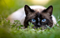 General 2560x1640 animals cats grass blue eyes green outdoors