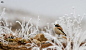 Desert Wheatear